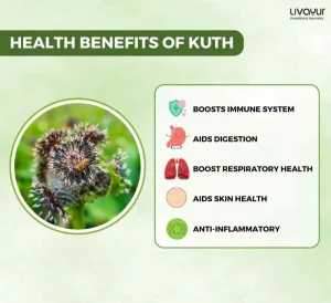 Discover The Incredible Benefits of Kuth and Its Uses