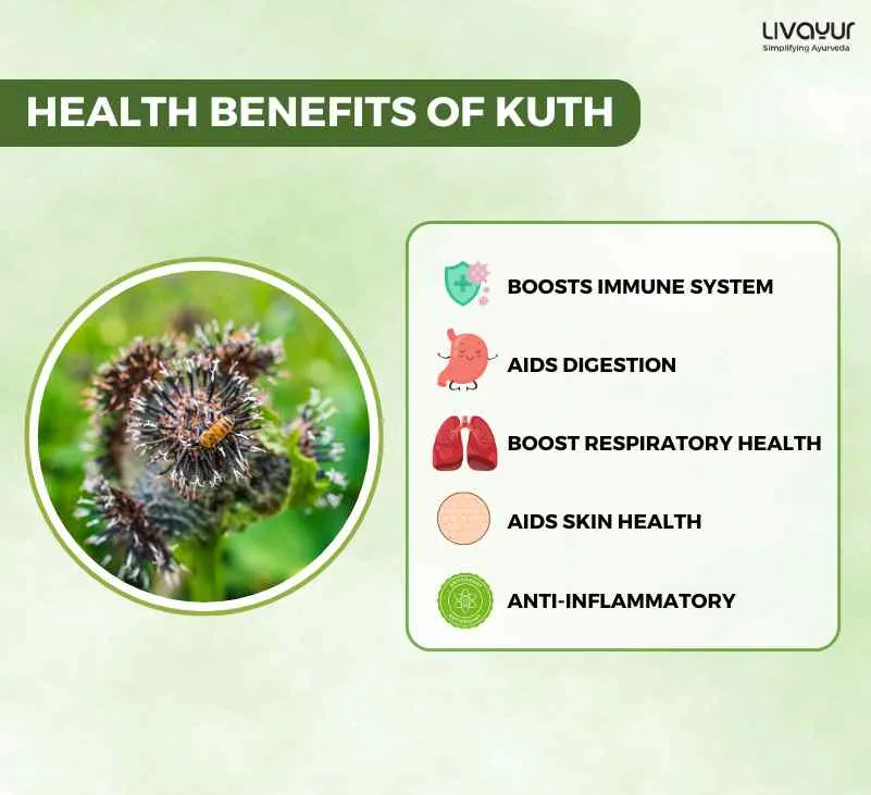 Discover The Incredible Benefits Of Kuth And Its Uses 1 11zon