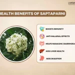 Discover The Incredible Benefits Of Saptaparni And Its Uses