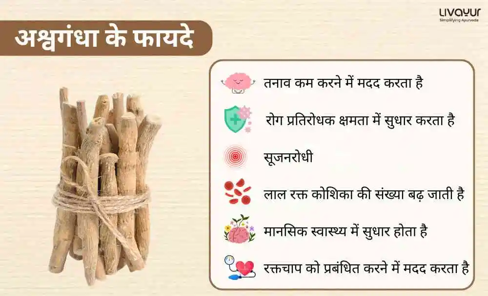 दूध के साथ अश्वगंधा के बेहतरीन स्वास्थ्य लाभ (1) (1) दूध के साथ अश्वगंधा के बेहतरीन स्वास्थ्य लाभ 1 1